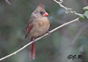 Cardinalis cardinalis